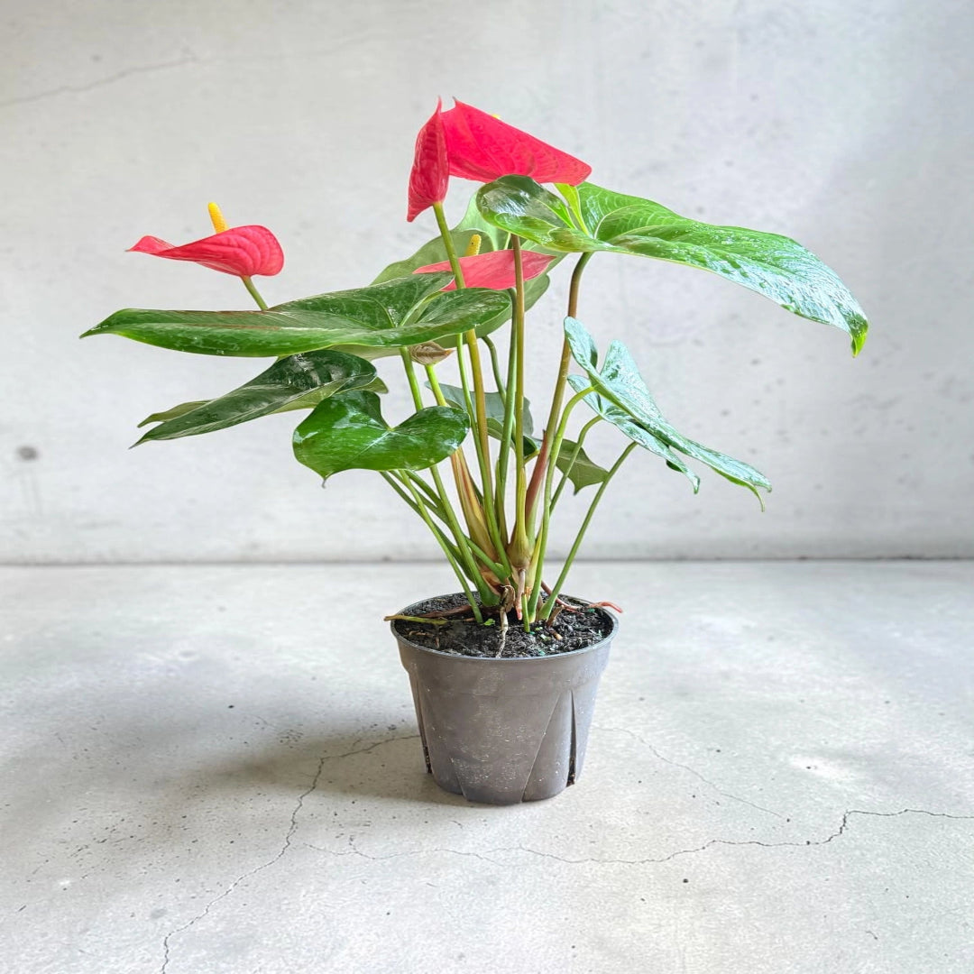 Flamingo Lily Live Plant – Red Anthurium