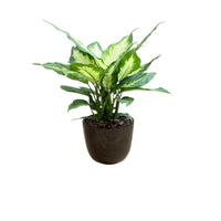 Dieffenbachia ‘Dumb Cane’ - Live Plant in Ceramic Pot