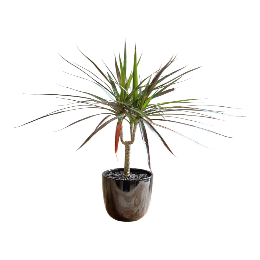 Madagascar Dragon (Dracaena marginata)