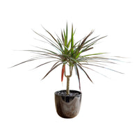 Madagascar Dragon (Dracaena marginata)