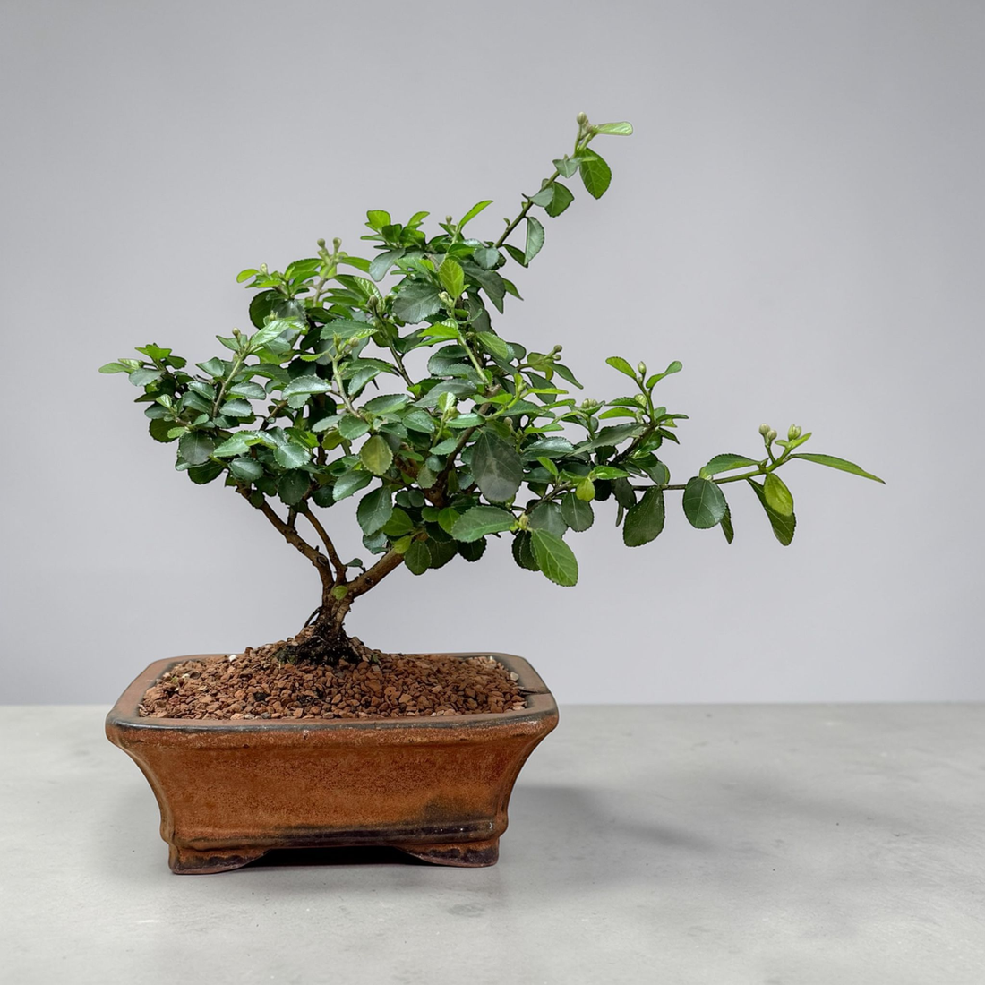 Lavender Star Live Bonsai Tree in small ceramic Planter