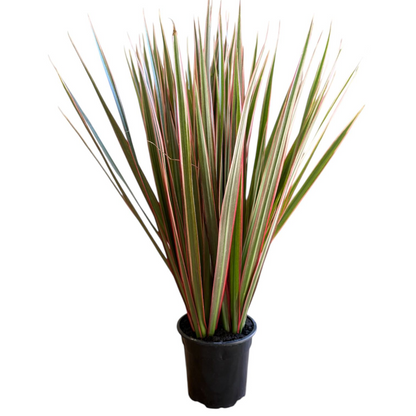 Dracaena Marginata Indoor Plant