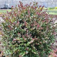 Purple Storm Garden Clouds Lonicera with dark purple new growth