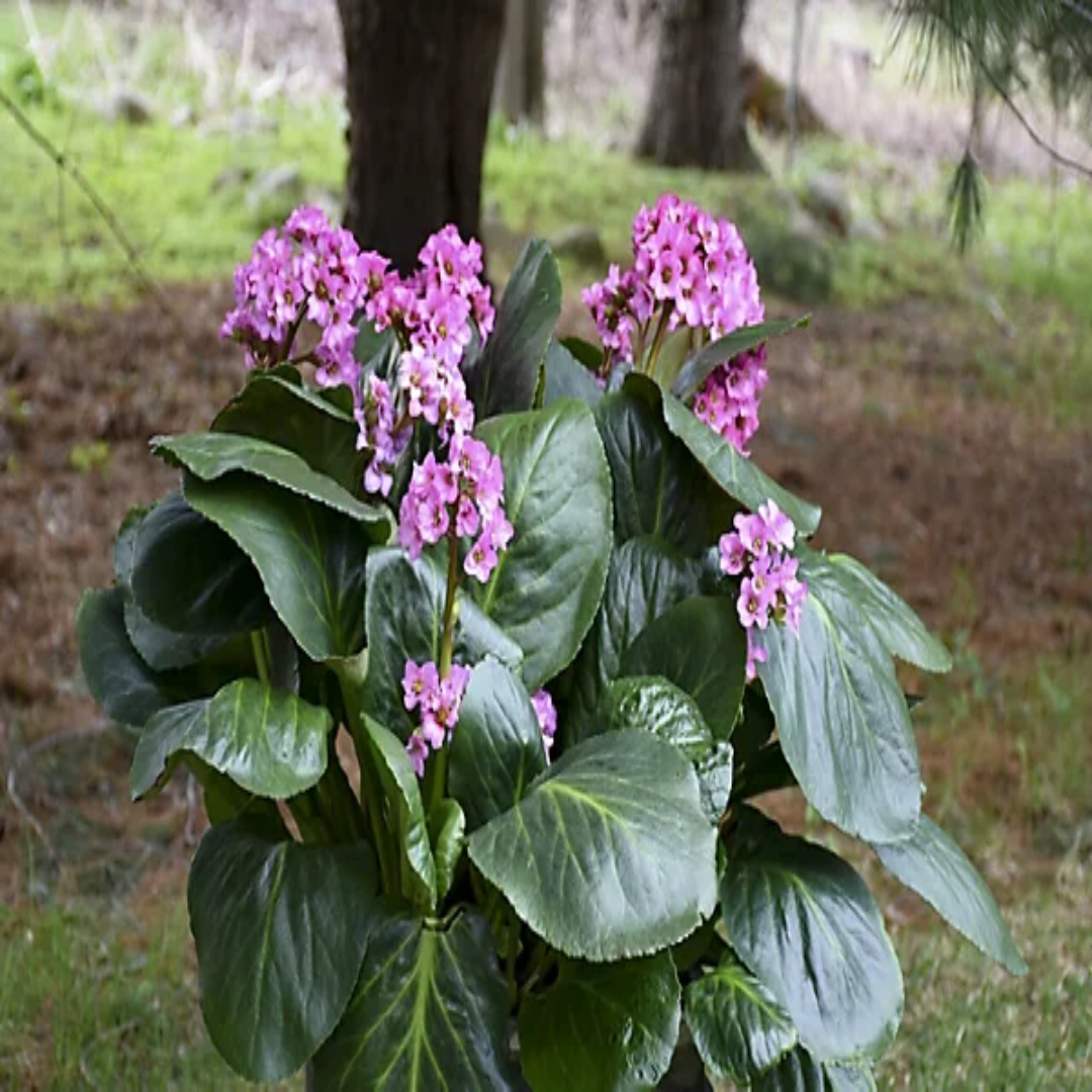 Bergenia &