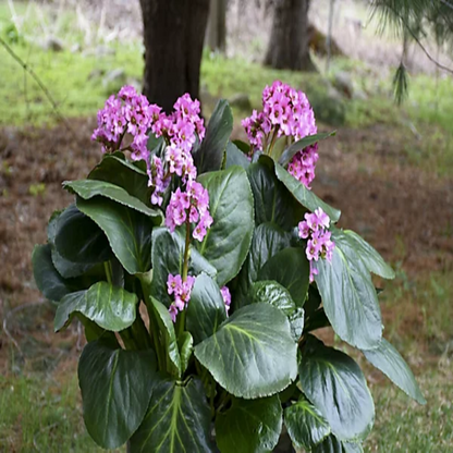 Bergenia &