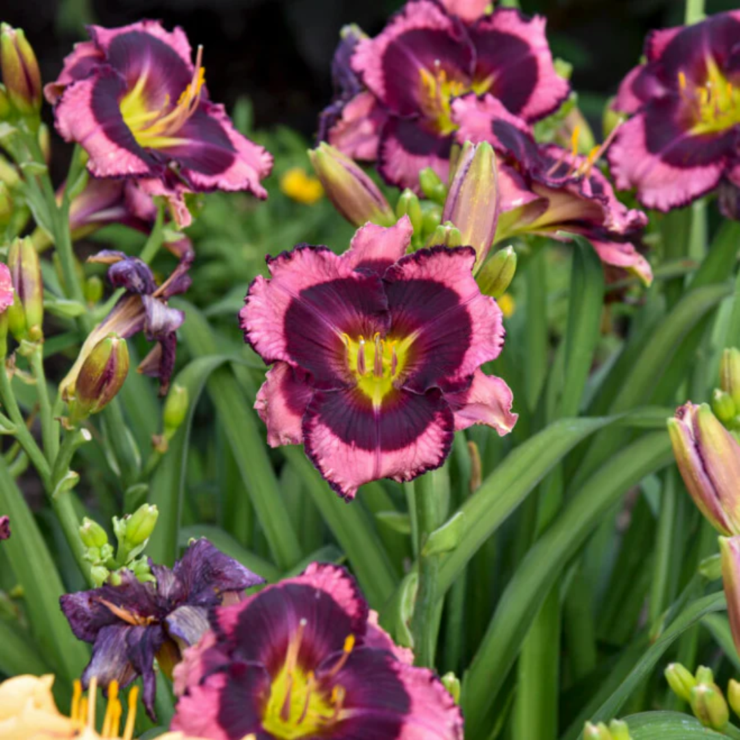 Hemerocallis Rainbow Rhythm® &