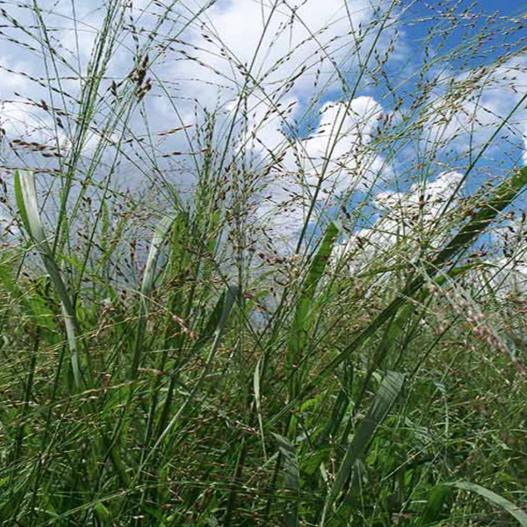 Switch Grass Panicum Virgatum