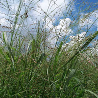 Switch Grass Panicum Virgatum