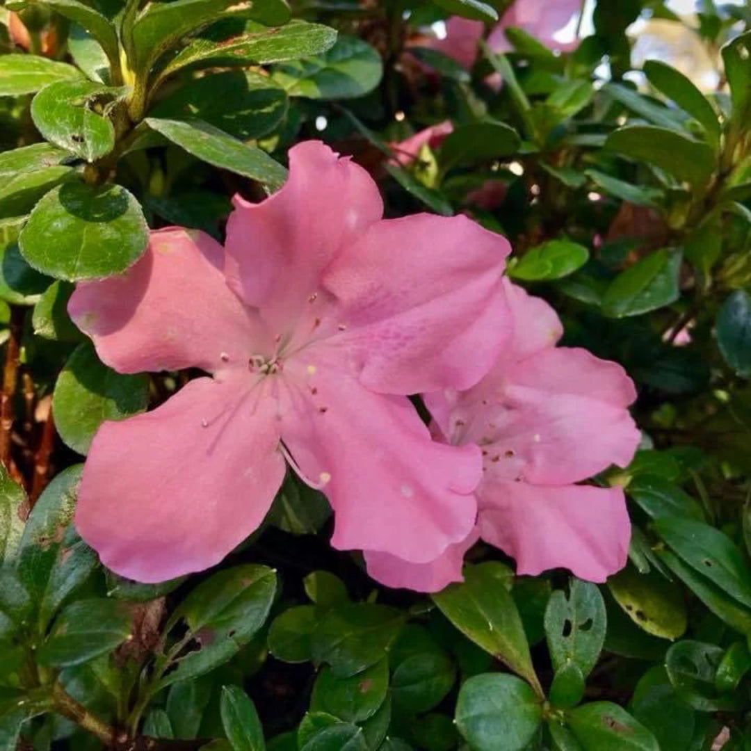 Autumn Debutante Encore Azalea