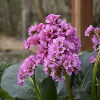Bergenia 'Miss Piggy' - [EG]