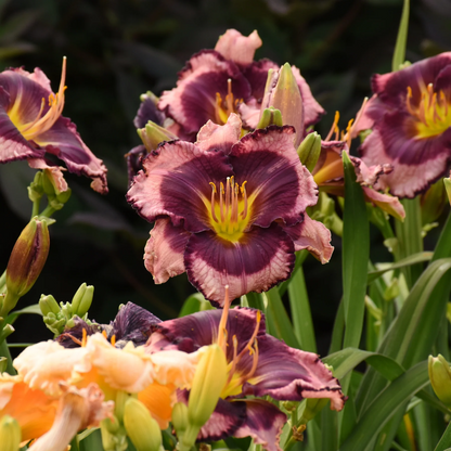Hemerocallis Rainbow Rhythm® &