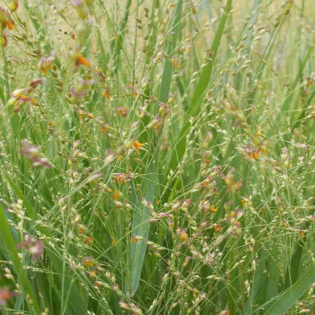 Switch Grass Panicum Virgatum