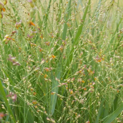 Switch Grass Panicum Virgatum