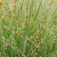 Switch Grass Panicum Virgatum