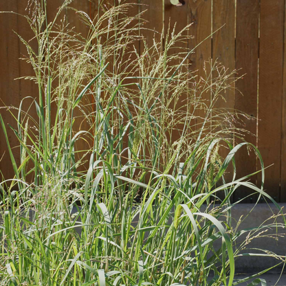 Switch Grass Panicum Virgatum
