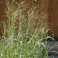 Switch Grass Panicum Virgatum