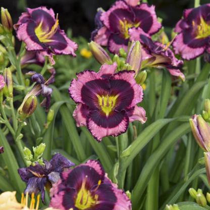 Hemerocallis Rainbow Rhythm® &