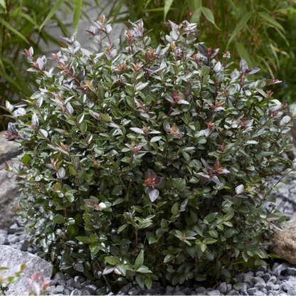 Purple Storm Garden Clouds® Lonicera