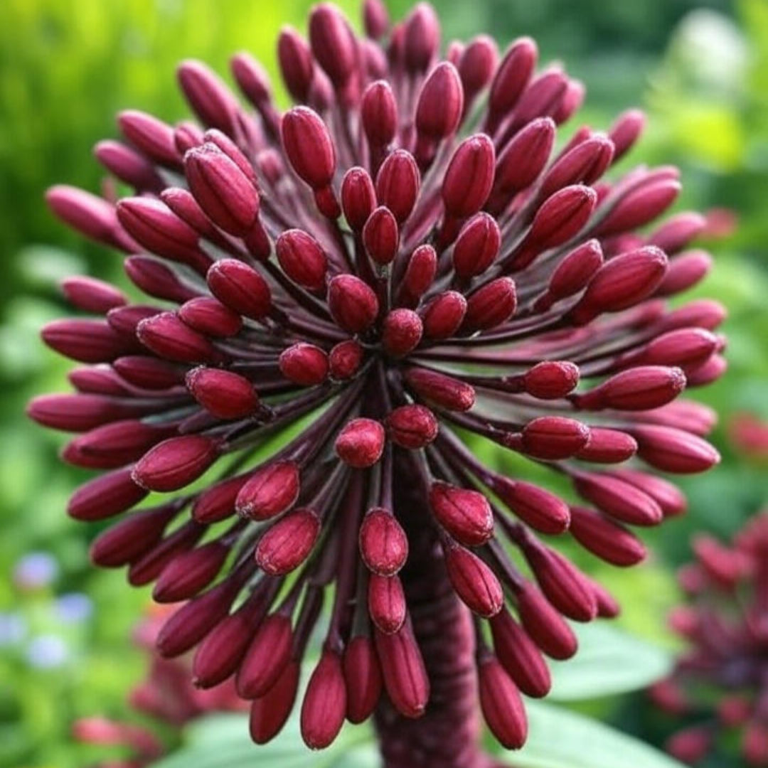 Black Prince Lilly Gorgeous Reddish-Black Blooms with Many Buds