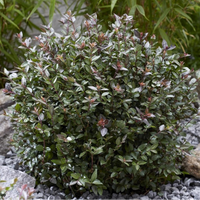 Purple Storm Garden Clouds® Lonicera