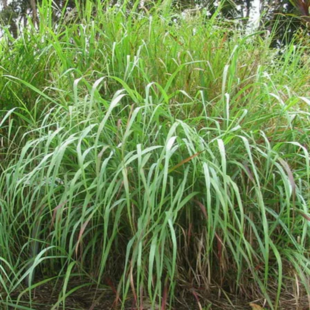 Switch Grass Panicum Virgatum