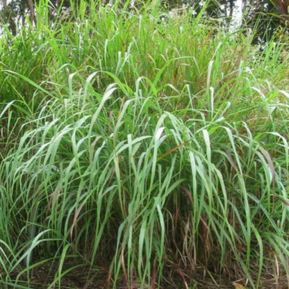 Switch Grass Panicum Virgatum