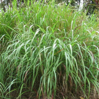 Switch Grass Panicum Virgatum