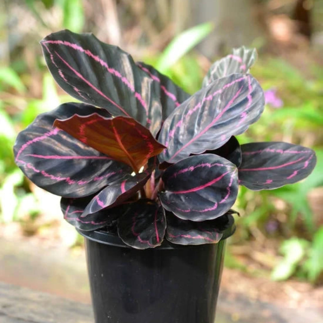 Calathea Rose Painted - Live Indoor Plant in Plastic Pot
