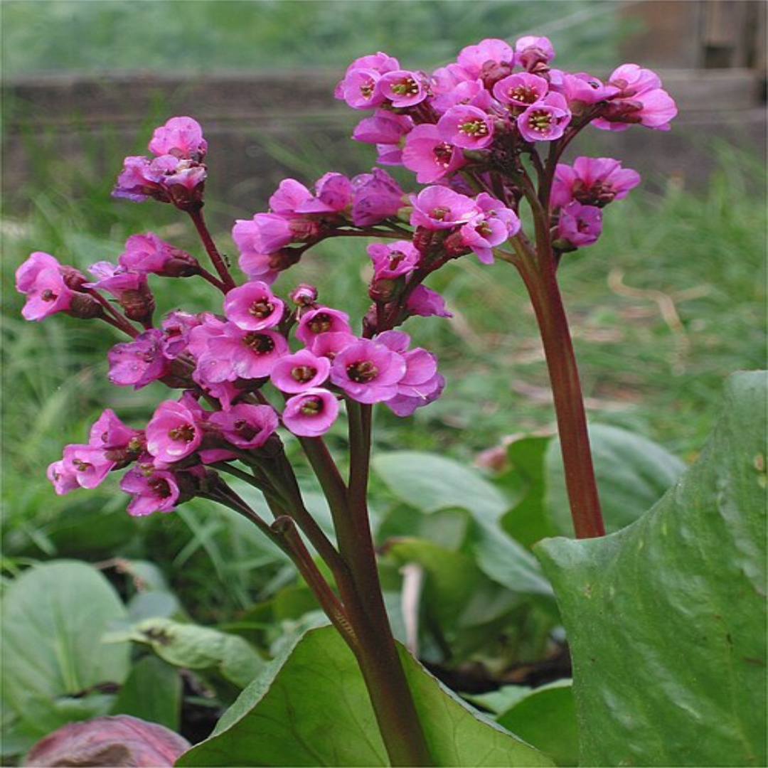 Bergenia &