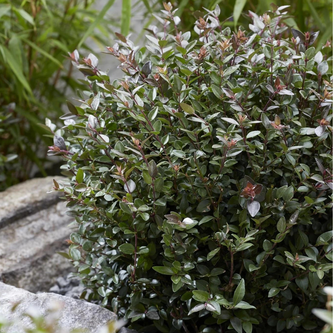 Purple Storm Garden Clouds® Lonicera
