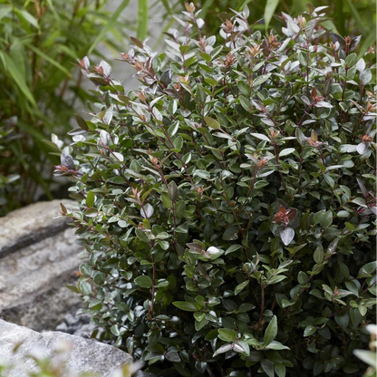 Purple Storm Garden Clouds® Lonicera