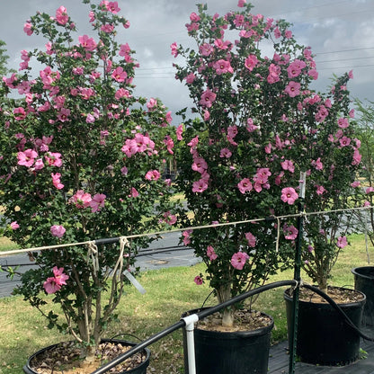 Variegated Lucy Red Althea (Tree Form)