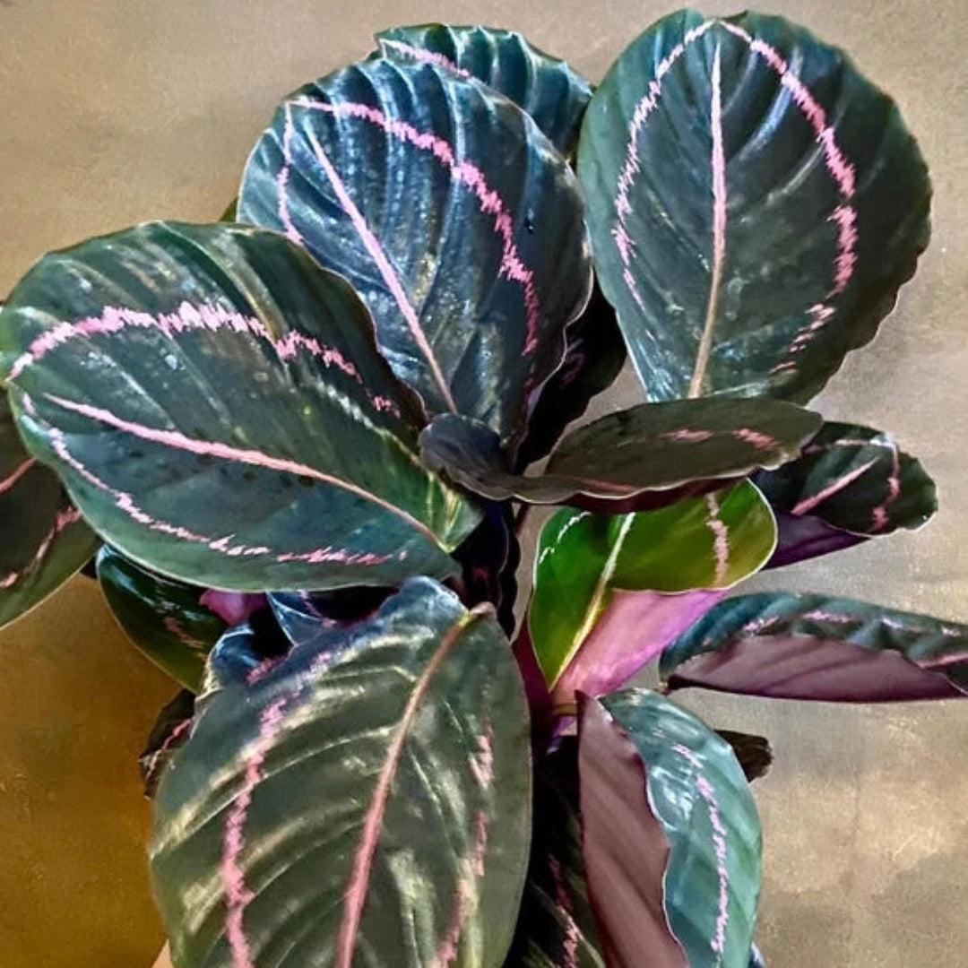 Calathea Rose Painted - Live Indoor Plant in Plastic Pot