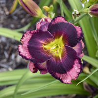 Hemerocallis Rainbow Rhythm® 'Storm Shelter' - [EG]