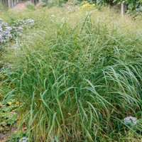 Switch Grass Panicum Virgatum