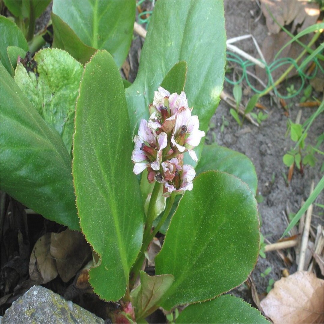 Bergenia &