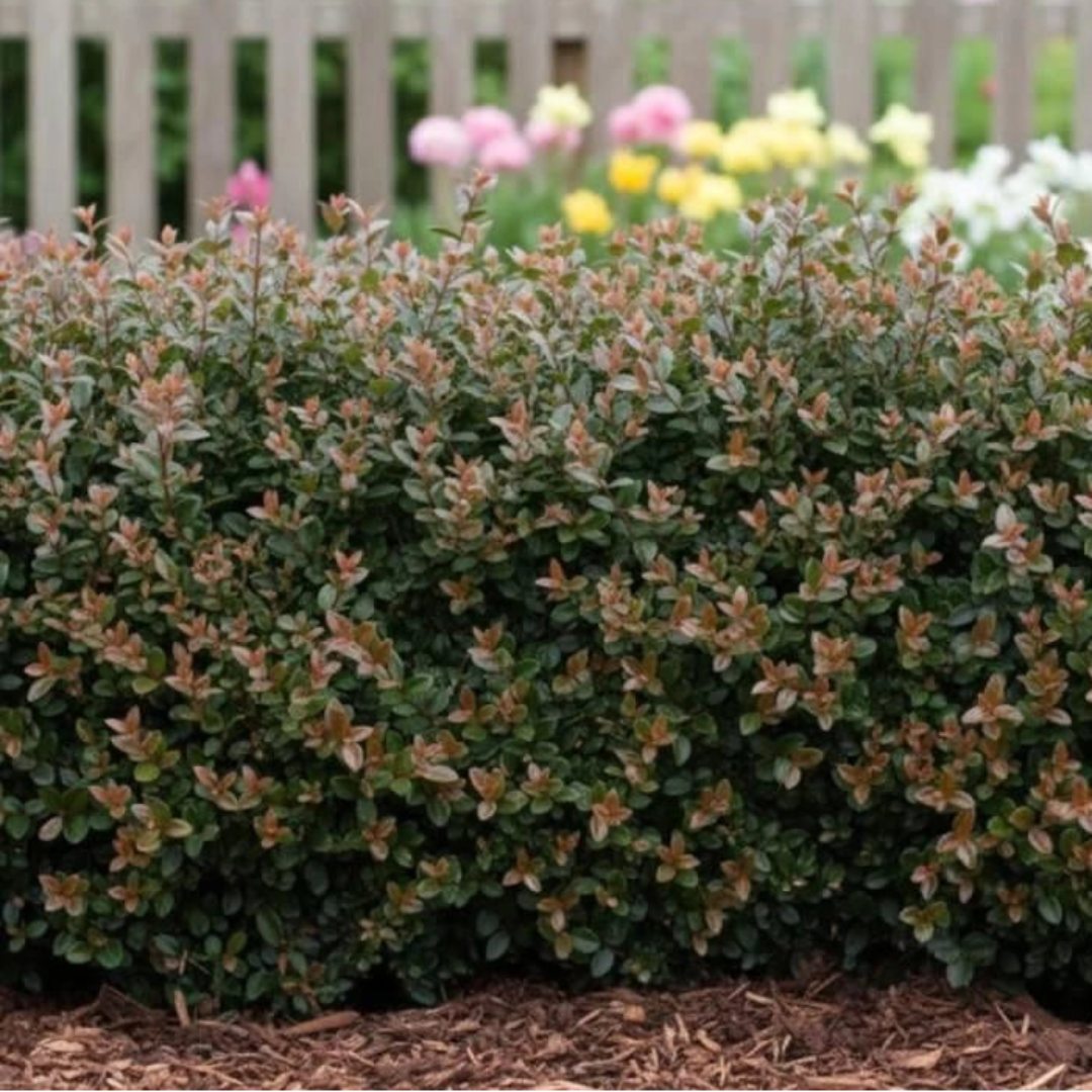 Purple Storm Garden Clouds® Lonicera