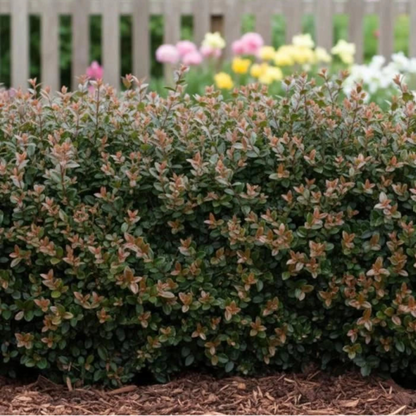 Purple Storm Garden Clouds® Lonicera