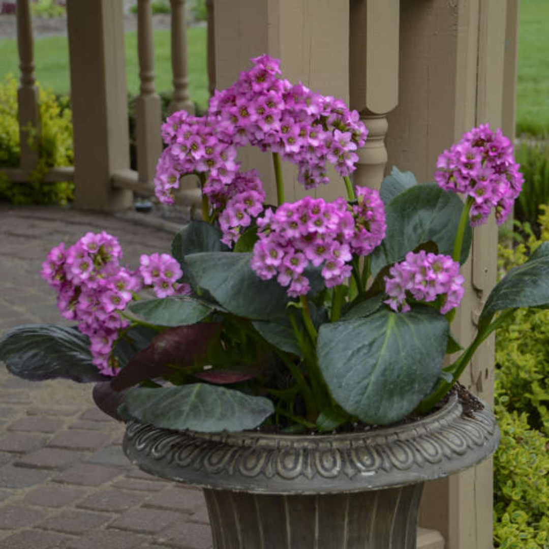 Bergenia &