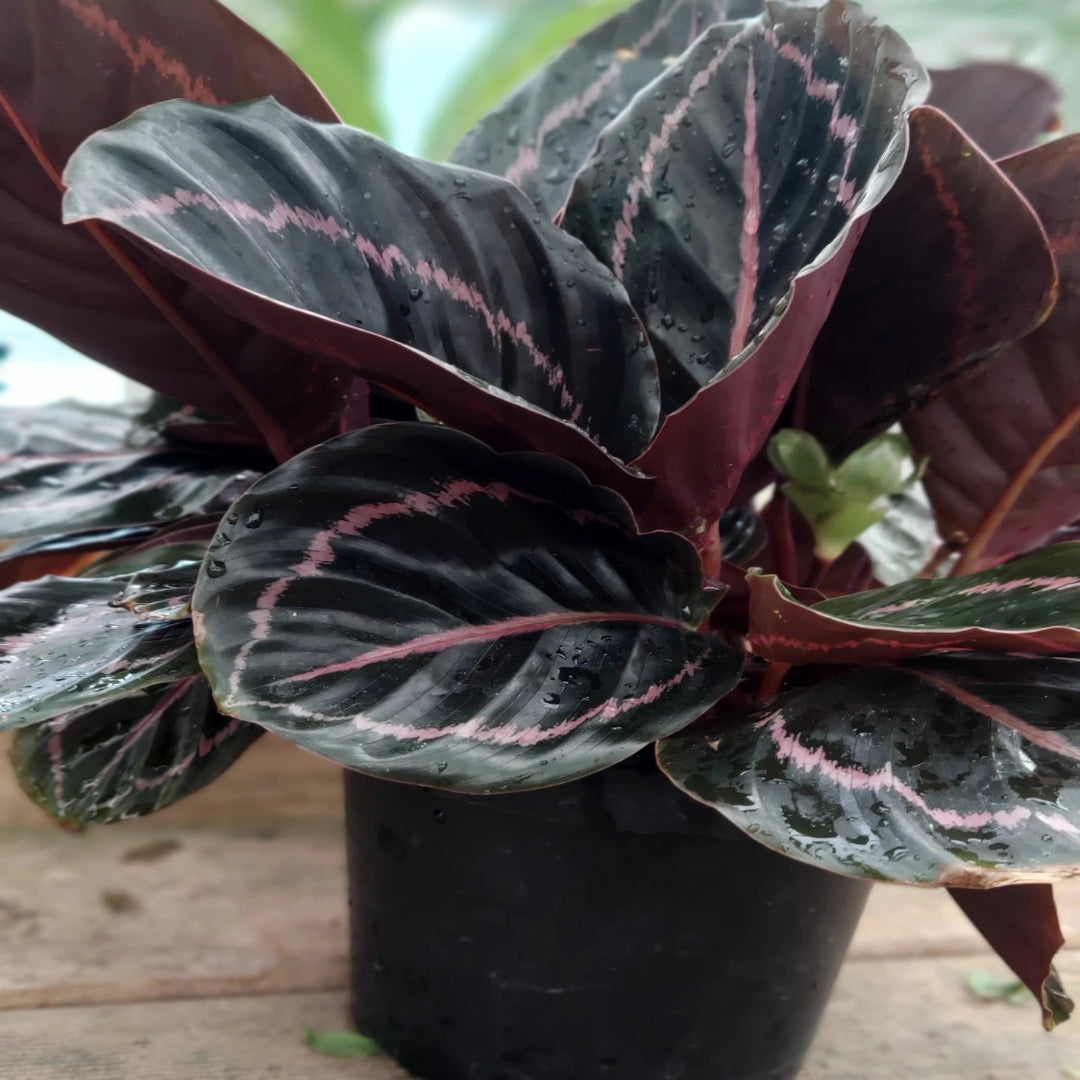 Calathea Rose Painted - Live Indoor Plant in Plastic Pot