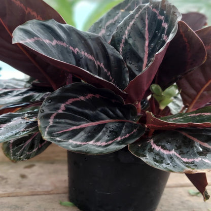 Calathea Rose Painted - Live Indoor Plant in Plastic Pot