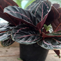 Calathea Rose Painted - Live Indoor Plant in Plastic Pot
