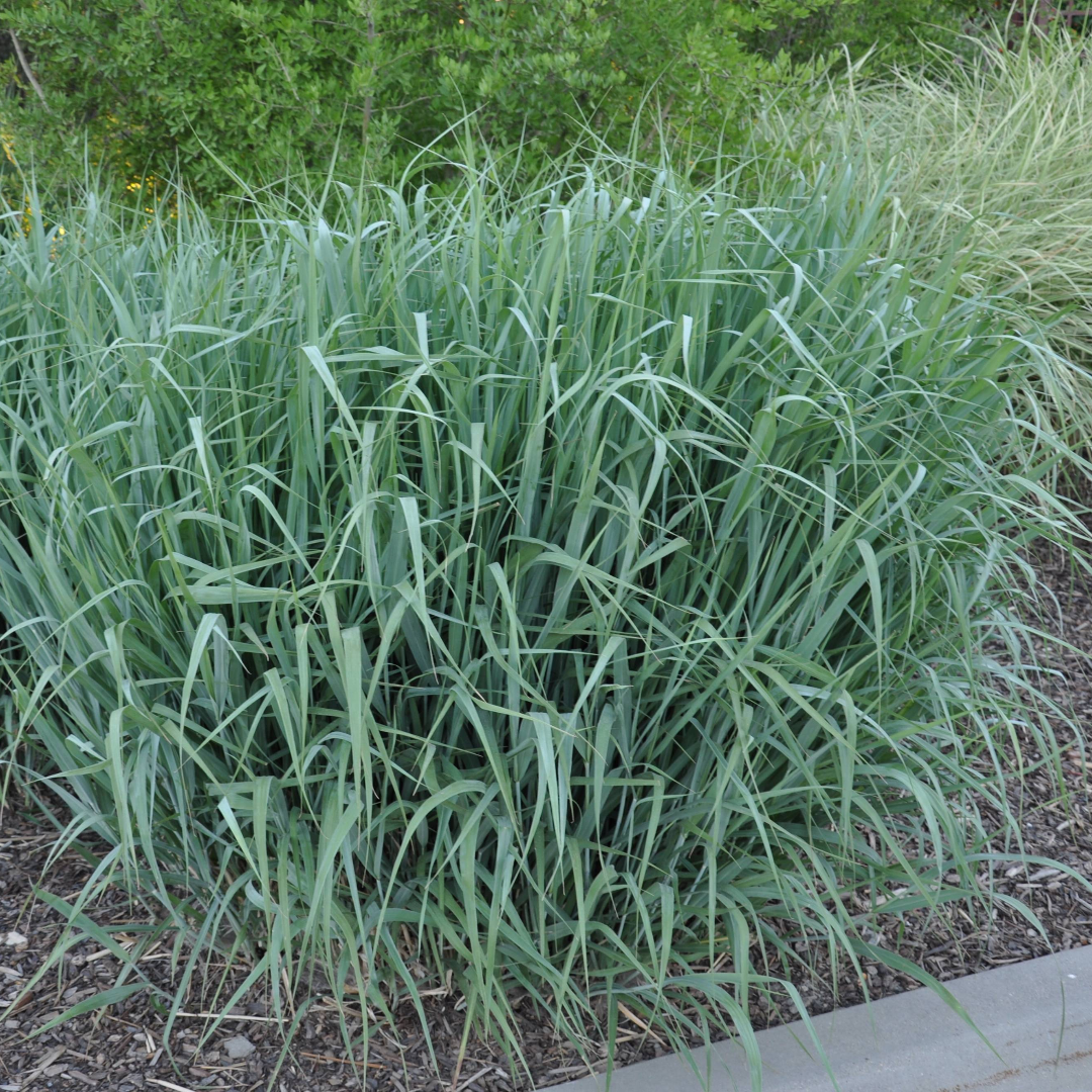 Dallas Blues Switch Grass