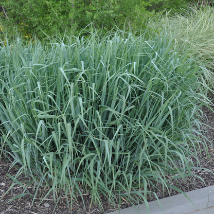 Dallas Blues Switch Grass