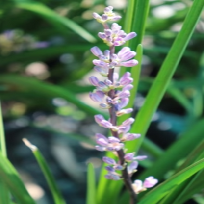 Liriope Muscari Evergreen Giant