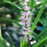 Liriope Muscari Evergreen Giant