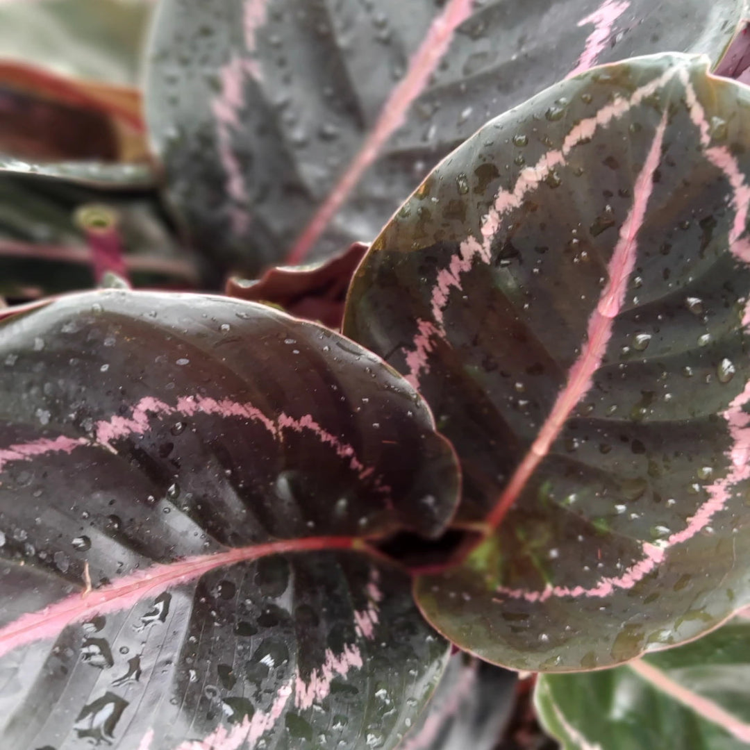 Calathea Rose Painted - Live Indoor Plant in Plastic Pot
