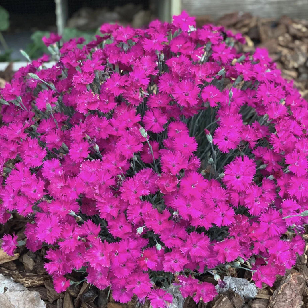 Dianthus X &