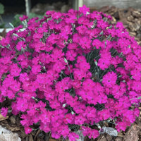 Dianthus X 'Neon Star 10 count flat of 4" pots - [EG]