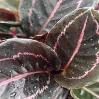 Calathea Rose Painted - Live Indoor Plant in Plastic Pot